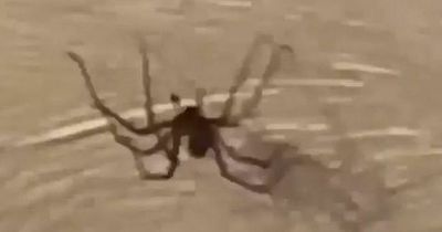 Terrified man forced to eat upstairs after finding 'biggest spider in Britain' in living room