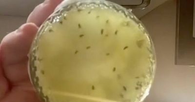 Woman shares £1.29 homemade fly trap that catches pesky insects in seconds