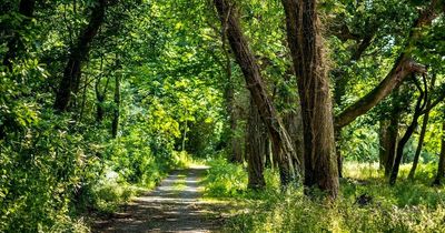 Natural compound found in trees combats superbugs, scientists discover