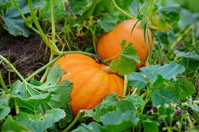 UK faces pumpkin shortage at Halloween after summer of heatwaves