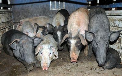 Mizoram bans constricting birthing crates for pigs