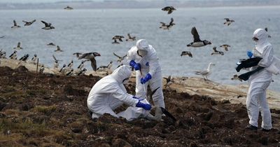 'Unprecedented' bird flu outbreak leads to new action to curb spread