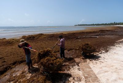 Mountains of seaweed are blighting Mexico’s most popular tourist beaches