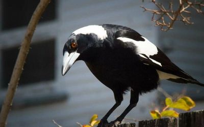 Magpie swooping season is in full swing: Here’s how to avoid an attack