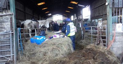 Emaciated animals stood in 3ft of faeces as farmer kept 200 in squalid barns