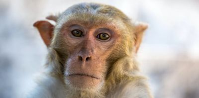 Expanding Alzheimer's research with primates could overcome the problem with treatments that show promise in mice but don't help humans