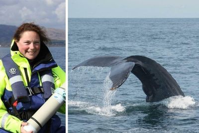 Scientists spent one year listening to Scotland's whales. Here's what they heard