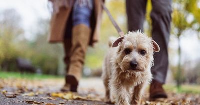 Vet issues stark warning to dog owners who walk their pets through leaf piles