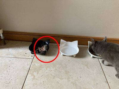 That Time A ‘Pacifist’ Cat Brought A Mouse Friend To Dinner