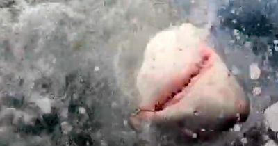 Massive 7ft SHARK caught off UK coast weighs 300lb and snaps fishing rod in half