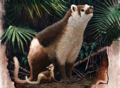 Fossilised teeth help scientists uncover secrets of mammals