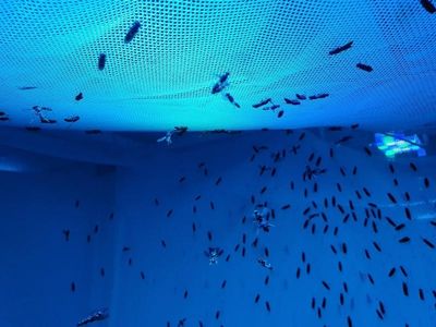 Aussie scientists aim to breed 'superfly'