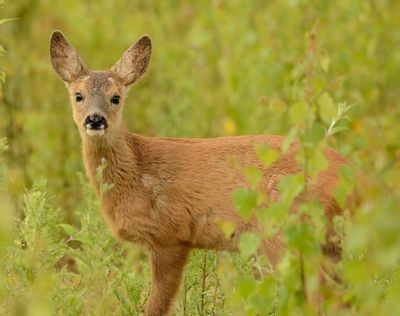 Experts deny deer will be left to starve during cull as gamekeepers voice concerns