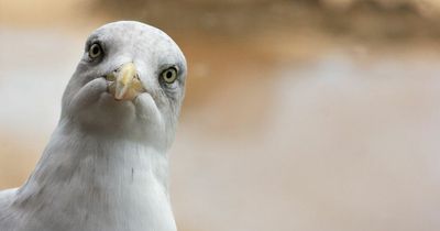 Horror as man kills seagull with his bare hands outside takeaway