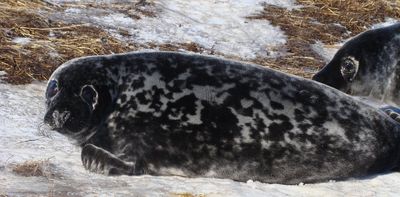 What you should know about eating grey seal meat and products from the Gulf of St. Lawrence