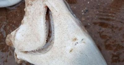 Shark washes up on UK beach sparking debate - but experts insist it's not unusual