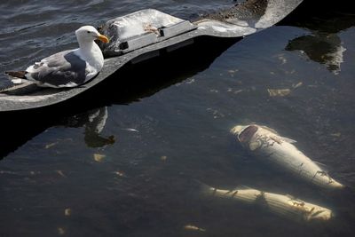 Dead fish in San Francisco Bay Area blamed on toxic red tide