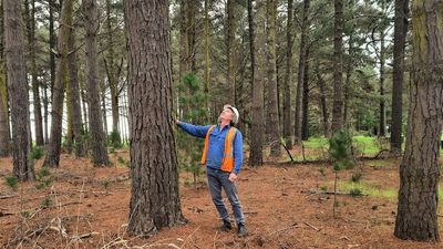 Carbon neutral goals could be met sooner with the help of the forestry industry