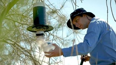 Mosquitoes buzz off as record wet weather disrupts Queensland breeding cycle