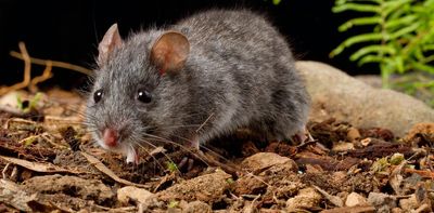 Scientists release world-first DNA map of an endangered Australian mouse, and it will help to save it