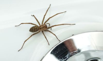 Country diary: I’m sure I’ve put this house spider outside – several times