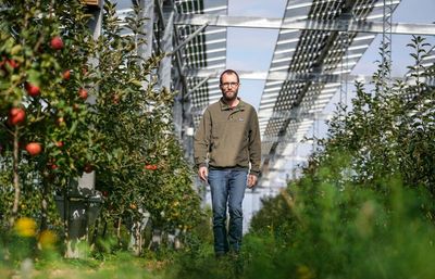 Sweet or not? German farmer trials solar roofs for orchard