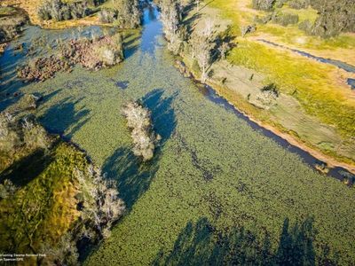 NSW 'underwater forests' to cut emissions