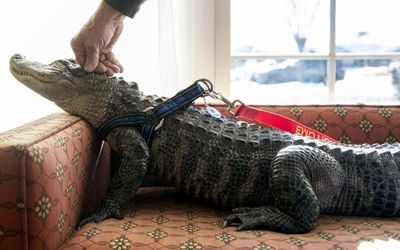Why Wally the ’emotional support alligator’ is taking the internet by storm