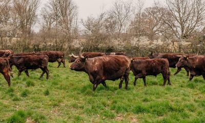 Eating meat isn’t a crime against the planet – if it’s done right