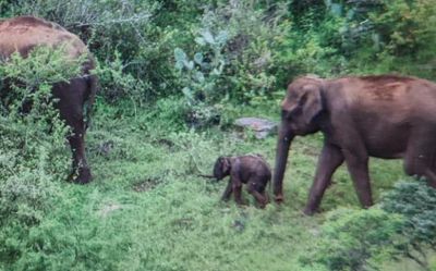 T.N. Forest Department reunites elephant calf with herd in Nilgiris after three days