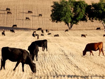 Droughts are hitting cattle ranchers hard – and that could make beef more expensive