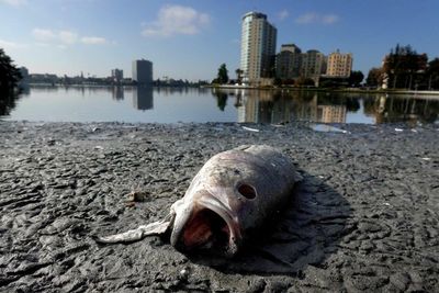 Thousands of dead fish wash up in Oakland lake to create a putrid mess