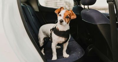 Drivers risk £5,000 fine for not strapping dogs into car - yet half of owners don't