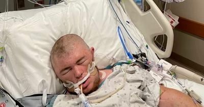 Man fighting for his life after he's stung by angry bees more than 20,000 times