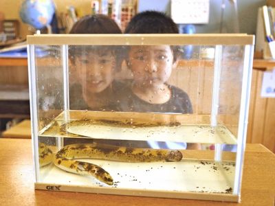 7-year-old Mie boy catches rare 'banana eel'