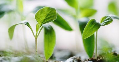 South Lanarkshire Council reveals plans to develop two food growing sites in Hamilton