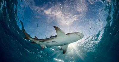 Beaches closed after teenage surfer was bitten by shark and left with hand injury