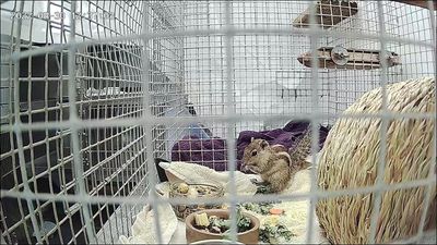 Stowaway squirrel Zippy in captivity after travelling from India to Scotland