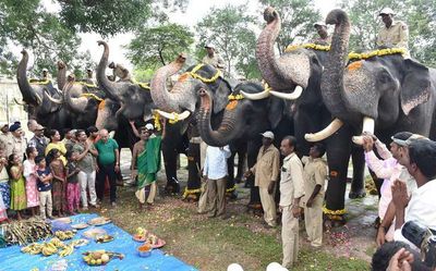 Second batch of Dasara jumbos to arrive on Sept. 7