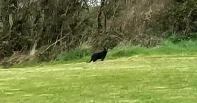 Big cat sightings soar as drought brings exotic beasts out of hiding to look for water