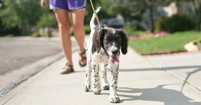 'My boss is trying to guilt me into walking her dogs - she thinks I'm a mug'