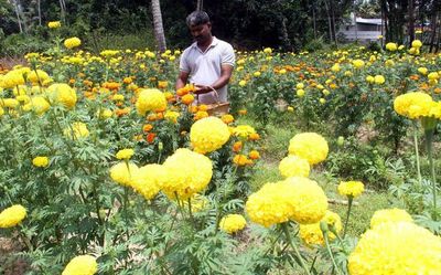 Anthikkad’s tryst with marigold