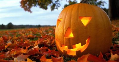 Brits could miss out on Halloween tradition this year as UK faces pumpkin shortage