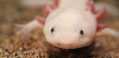 Axolotls can regenerate their brains – these adorable salamanders are helping unlock the mysteries of brain evolution and regeneration