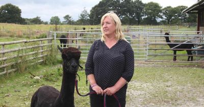 Geronimo the alpaca's owner still fighting for answers one year after his death