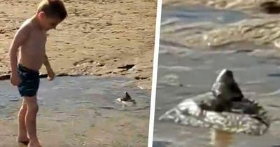 Shock as mystery 'creature' seems to pop up from sand on Welsh beach and 'wave' at little boy
