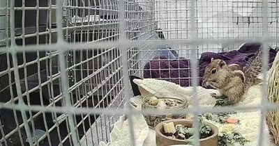 Stowaway squirrel secretly travels thousands of miles to Scotland from INDIA aboard ship