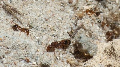 Fire ant program adds more suburbs to south-east Queensland control zones