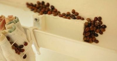 Cannibal ladybirds riddled with STIs invading homes - but expert says 'leave them be'