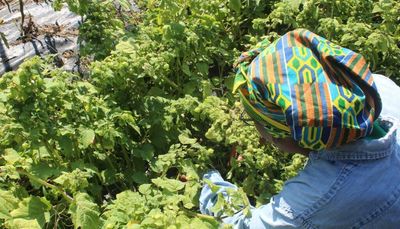 Can urban farms become sustainable businesses Chicagoans can depend on?